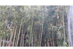 Apartmány &amp; rooms  Raspor Izba 2 - soba 0 foto 3