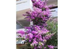 Apartmány Ražanj (Apartmány Soldić) Apartmán 2 - A3 foto 4