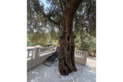Old Fisherman*s Dom with balcony  Apartmán 2 - Olive tree foto 2