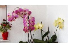 Apartmány Ivo i Marija Apartmán 5 - Apartman 6 foto 2