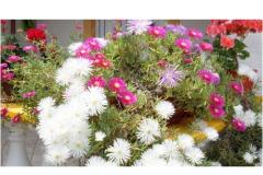 Apartmány Ivo i Marija Apartmán 2 - Apartman 3 foto 2