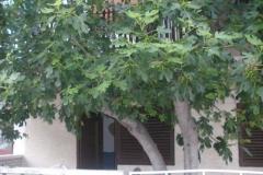 Apartmány  Smokva   Izba 3 - Maslina foto 5