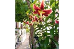 Apartmány Milka-Jure Srima-Vodice Apartmán 2 - Apartman 2 foto 4