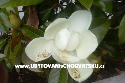 Apartmány Magnolija Biograd Chorvátsko