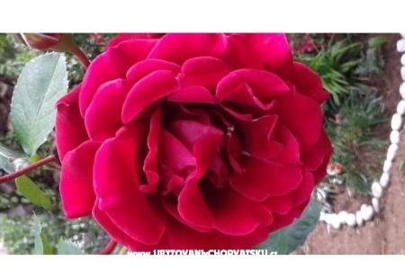 Dom Gardenia foto 2