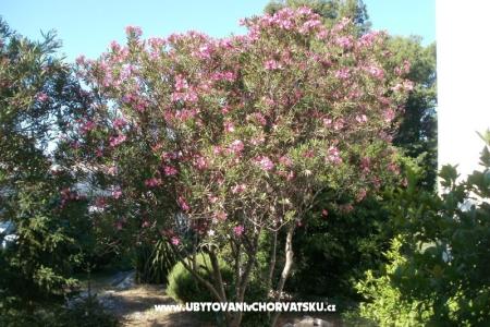 Apartmány Grgin foto 4