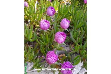 Marea Apartmány Mandre foto 3