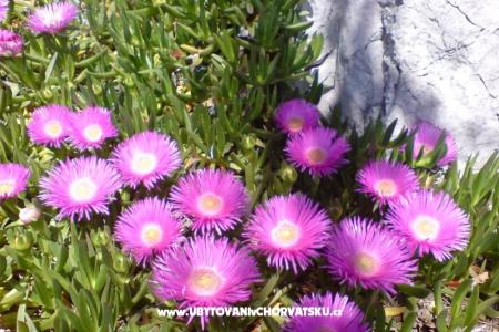 Marea Apartmány Mandre foto 4