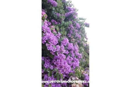 Apartmány Danica foto 4