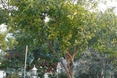 Apartmány Milica foto 5