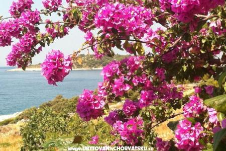 Vesna apartmani foto 3