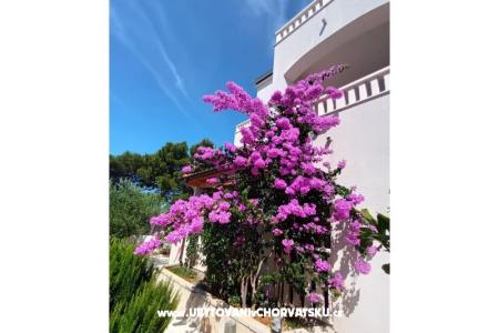 Apartmány Pinea Sol foto 3