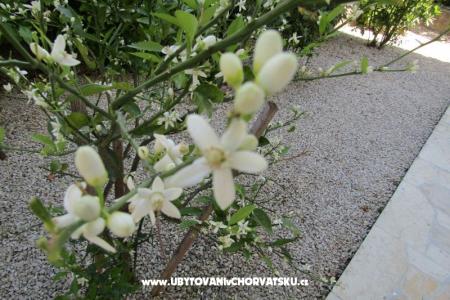 Apartmány Kokor foto 5