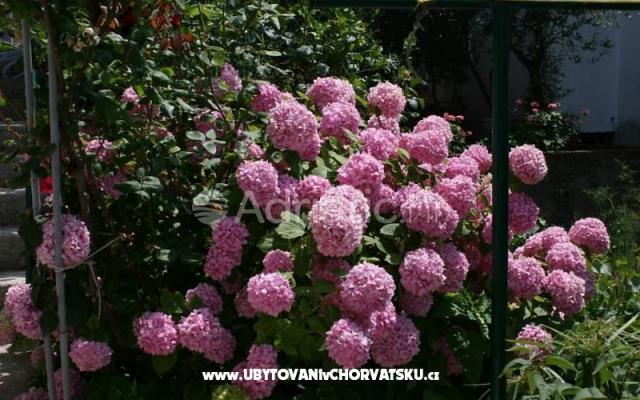 Apartmány Daria - ubytovanie Podgora Chorvátsko