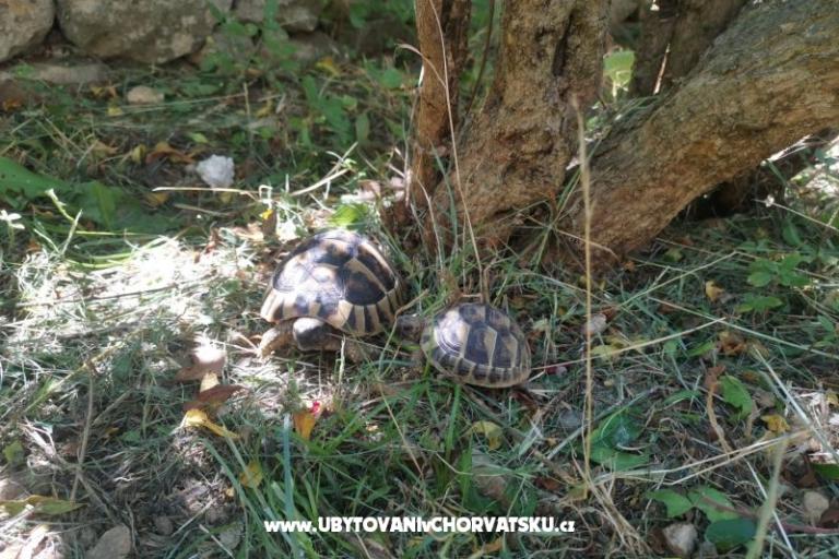 Apartmány Divić - Villa Mateo  – foto 15