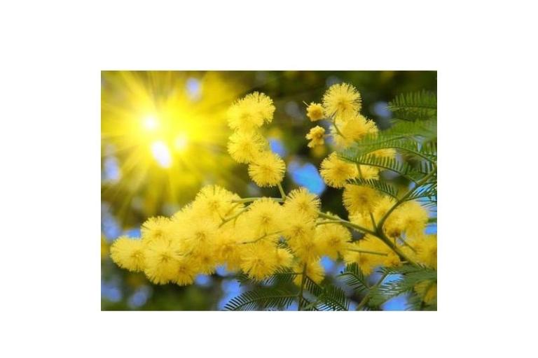 Apartmány Mimoza – foto 11