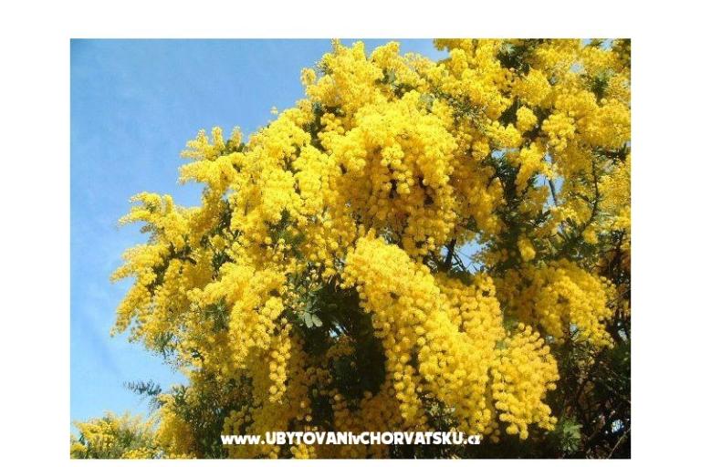 Apartmány Mimoza – foto 12