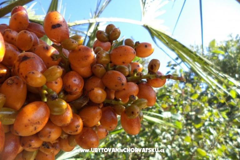 Apartmány Lolinka Bibinje – foto 18