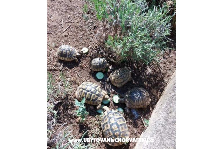 Apartmány Jeličić – foto 7