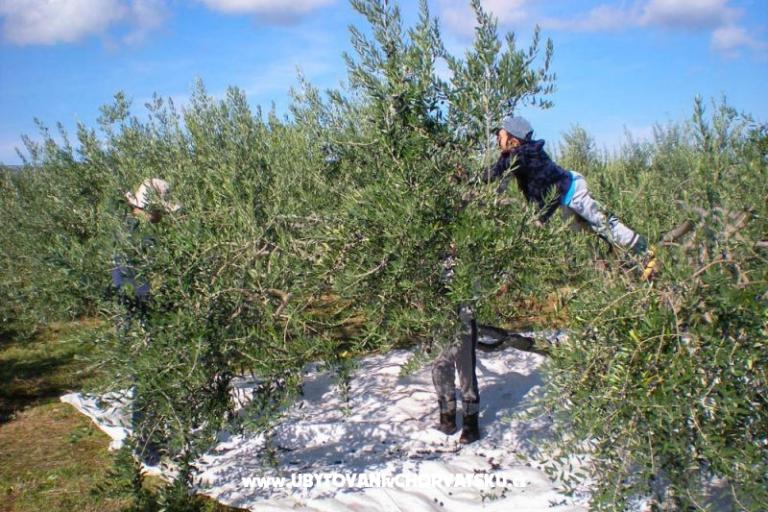 Villa PINA - Selca – foto 18