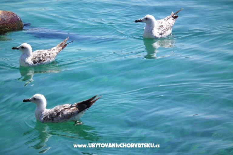 Apartmány Seka – foto 10