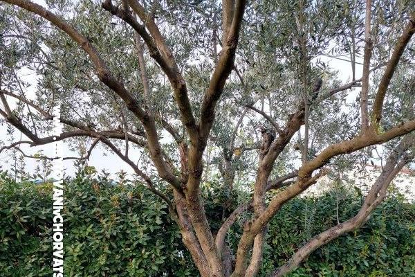 Prázdninový dom - Apartmán Milka – foto 16