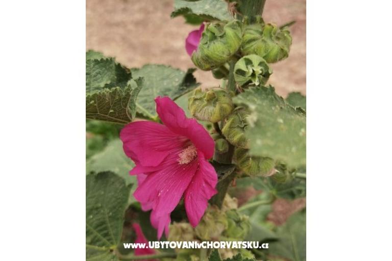 Apartmány Andjelka &amp; Jure – foto 10