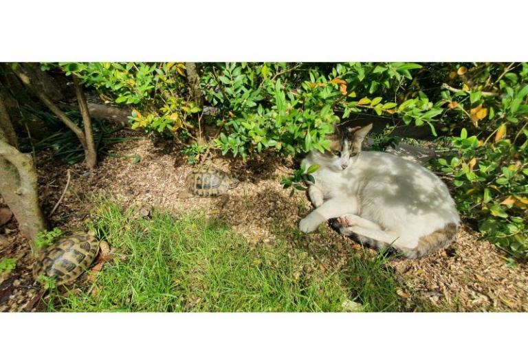 Apartmán Toth – foto 8