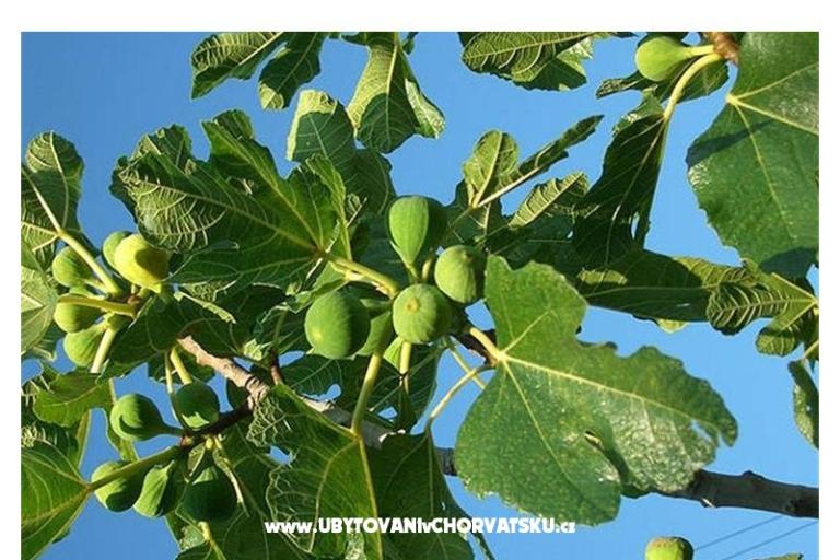 Apartmány Bogović – foto 21