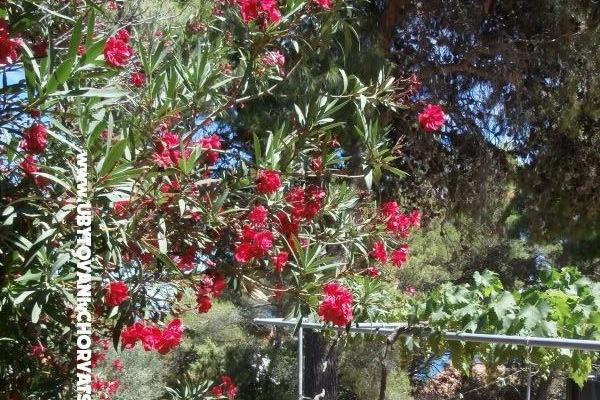 Apartmány Bogović – foto 23