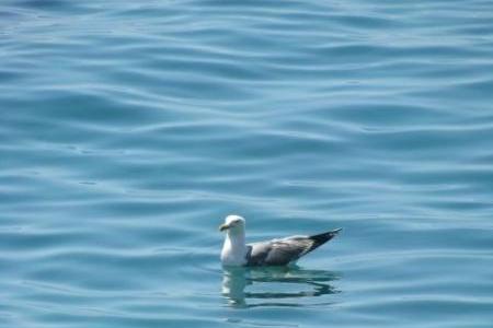 Vila Lila – foto 15