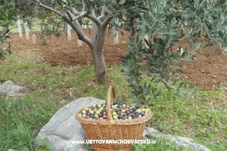 Apartmány Grgin – foto 12