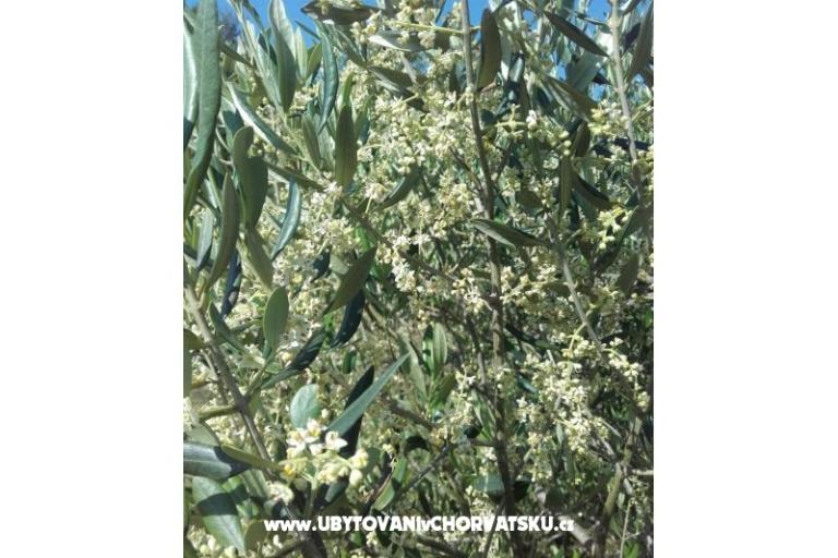 Apartmány Alfijo – foto 12