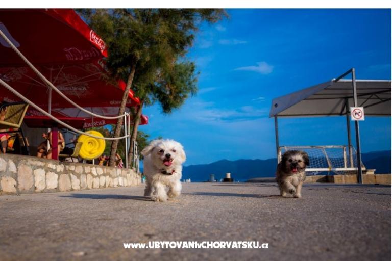 AG Komarna | Pelješac B. Apartmány – foto 5
