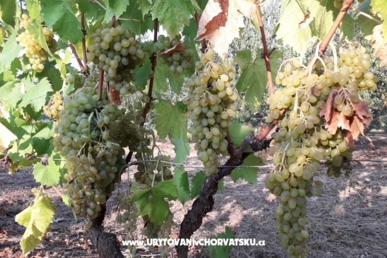 Apartmány Cannela Oasis – foto 17