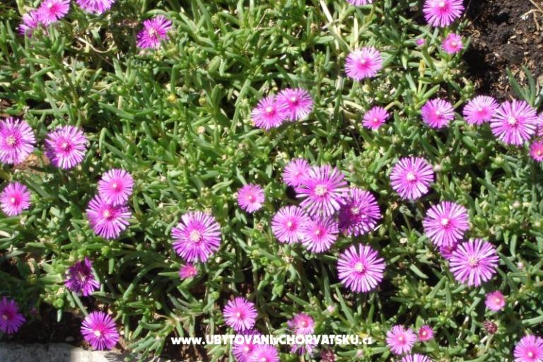 Apartmány Grzalja-Rozic Krk – foto 9