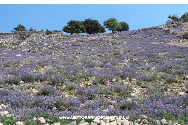 Apartmány Capic – foto 12