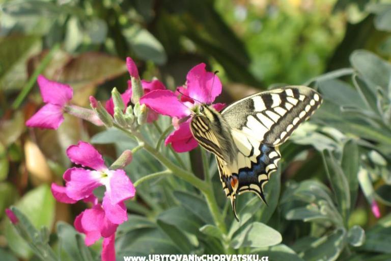 Vila Roza – foto 8