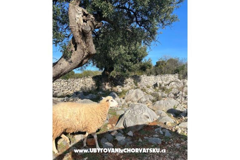 Apartmány Šegota – foto 10