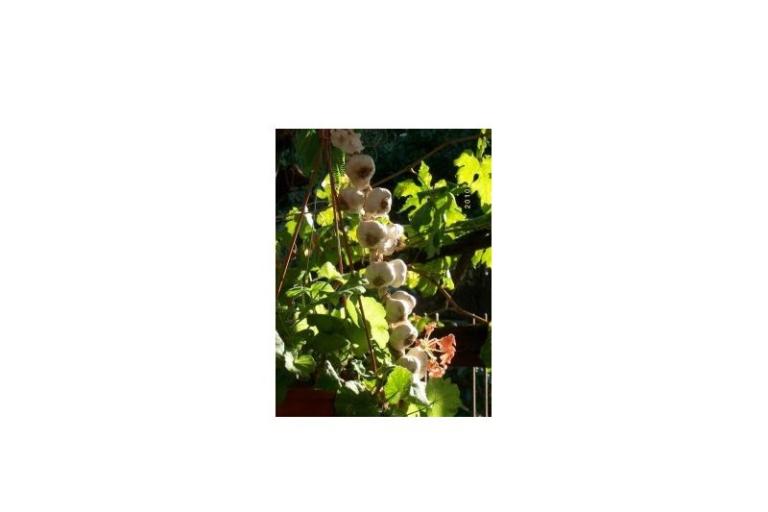 Apartmány Rosan Pakostane – foto 10