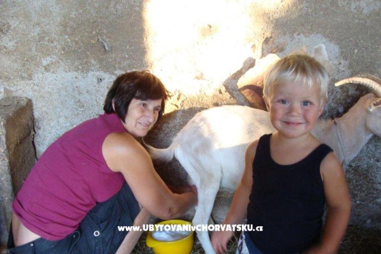 Apartmány Sokalo-Petar – foto 8
