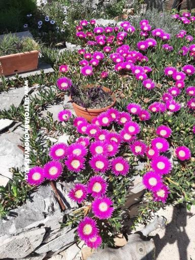 Apartmány Lana Pirovac – foto 23