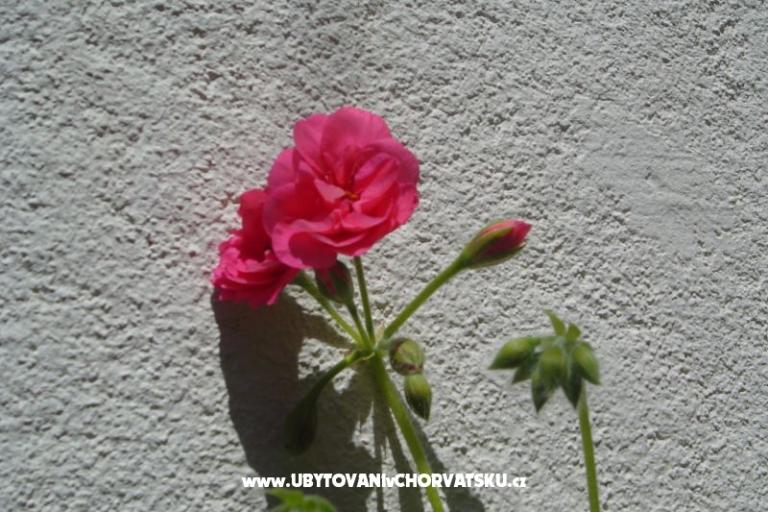 Apartmány Sumić – foto 13