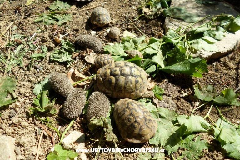 Apartmány Miki – foto 9