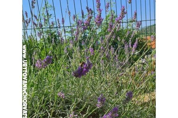 Holiday Apartmány Lucic – foto 98