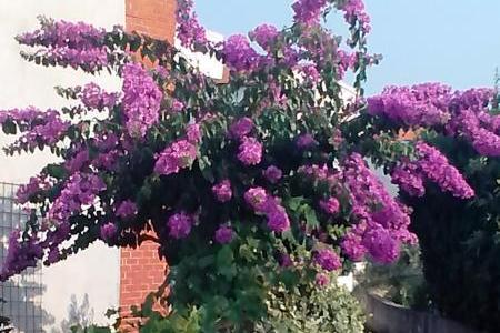 Matanovi dvori – foto 7