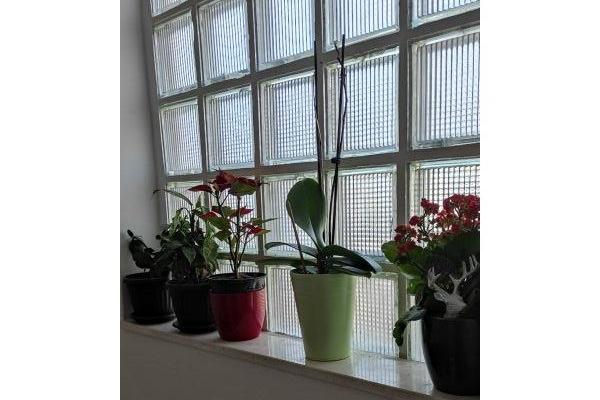 Vila Ruža – foto 12