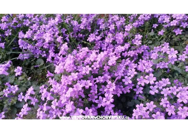 Apartmány Ida &amp; Sandra – foto 16