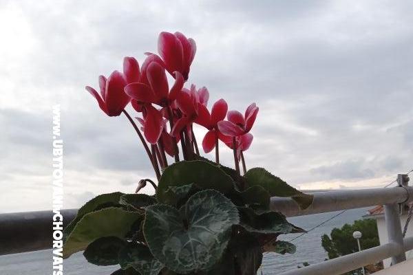 Apartmán Jagoda – foto 23