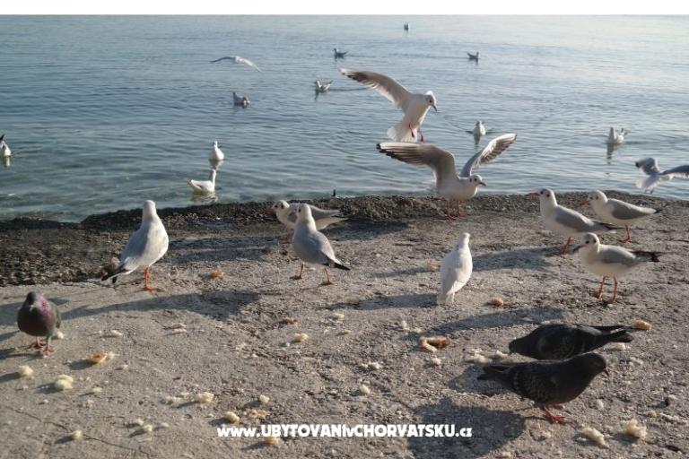 Apartmány Vagabundo – foto 8